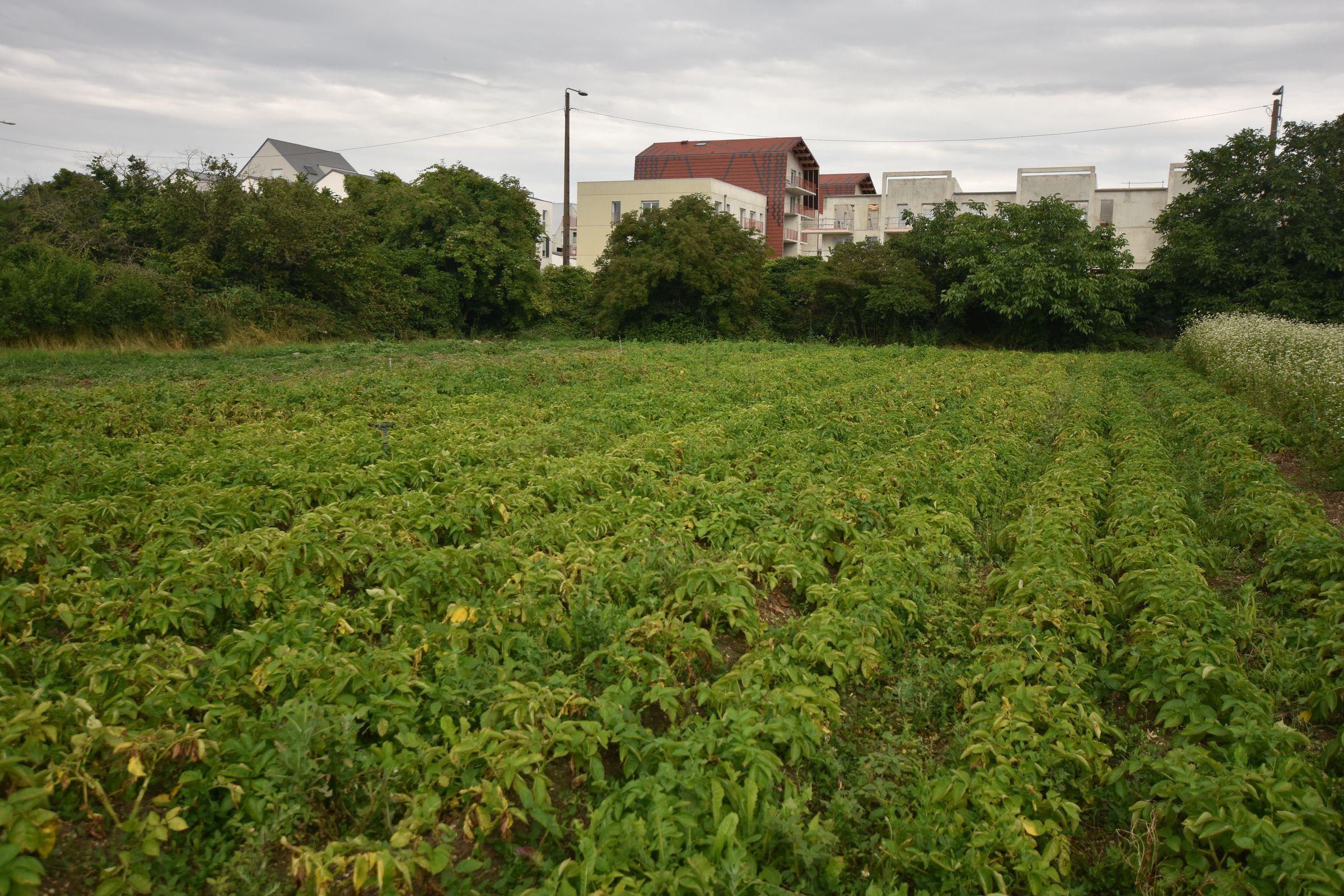 Green elected officials welcome the two-hectare urbanization of Les Lentillères – Dijoncter.info